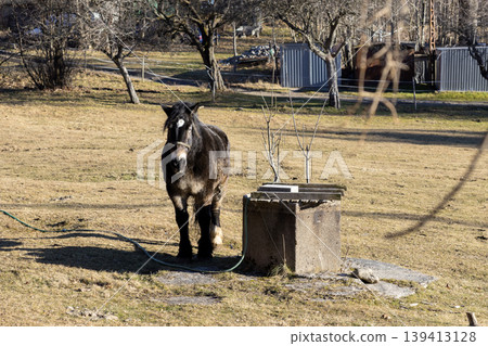 Dark horse standing in a grassy meadow beside a rustic stone water trough, showcasing calm livestock and tranquil rural life during a sunny day in the countryside, representing peaceful farm scenery Dark horse standing in a grassy meadow beside a rustic stone water trough, showcasing calm livestock and tranquil rural life during a sunny day in the countryside, representing peaceful farm scenery 139413128