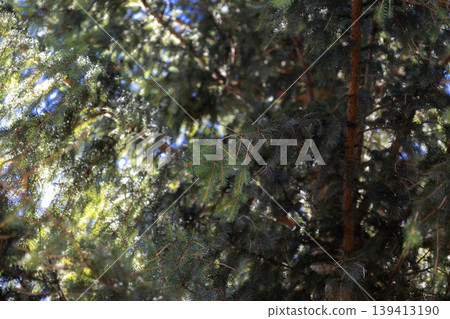 Close up of coniferous spruce tree branches with vibrant green needles backlit by morning sun rays, creating a serene forest atmosphere that symbolizes natural peace and organic woodland beauty today Close up of coniferous spruce tree branches with vibrant green needles backlit by morning sun rays, creating a serene forest atmosphere that symbolizes natural peace and organic woodland beauty today 139413190