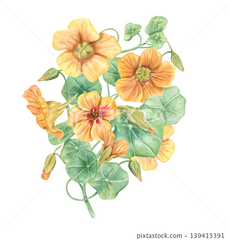 Watercolor yellow nasturtium flowers with green leaves illustration on isolated background. Botanical drawing of bright medicinal and edible plant garden plant. For stationery and wedding decor. Watercolor yellow nasturtium flowers with green leaves illustration on isolated background. Botanical drawing of bright medicinal and edible plant garden plant. For stationery and wedding decor. 139413391