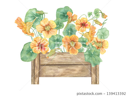 Watercolor illustration of orange nasturtium flowers in wooden window box. Botanical art of blooming garden plant for spring decor, greeting card, wedding stationery and nature design. Watercolor illustration of orange nasturtium flowers in wooden window box. Botanical art of blooming garden plant for spring decor, greeting card, wedding stationery and nature design. 139413392