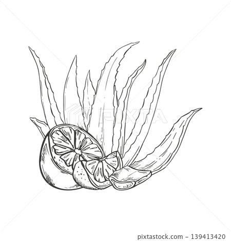 Aloe vera plant with lemon fruit slice monochrome vector isolated illustration. Hand drawn sketch of organic apothecary ingredient for natural cosmetic wellness and herbal medicine skincare product 139413420