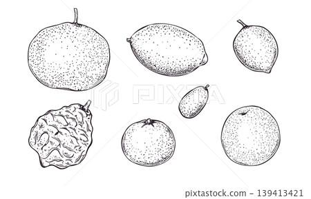 Set of hand drawn citrus fruit ink illustration painted by black inks. Collection of sketch organic food, orange, lemon, lime, kumquat, bergamot, tangerine, and grapefruit. Healthy vegan ingredient Set of hand drawn citrus fruit ink illustration painted by black inks. Collection of sketch organic food, orange, lemon, lime, kumquat, bergamot, tangerine, and grapefruit. Healthy vegan ingredient 139413421