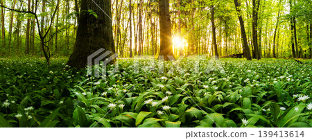 Warm morning sunlight shining through trees illuminating forest floor covered with blooming wild garlic. Fresh green foliage, spring atmosphere and natural woodland landscape. Warm morning sunlight shining through trees illuminating forest floor covered with blooming wild garlic. Fresh green foliage, spring atmosphere and natural woodland landscape. 139413614