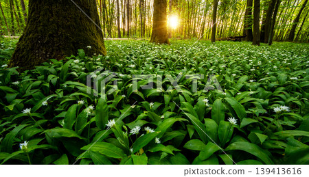 Warm morning sunlight shining through trees illuminating forest floor covered with blooming wild garlic. Fresh green foliage, spring atmosphere and natural woodland landscape. 139413616