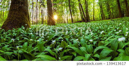 Warm morning sunlight shining through trees illuminating forest floor covered with blooming wild garlic. Fresh green foliage, spring atmosphere and natural woodland landscape. 139413617