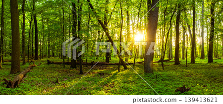 Wide panoramic view of lush spring forest illuminated by warm morning sunlight. Fresh green foliage, long shadows and peaceful natural woodland atmosphere. Wide panoramic view of lush spring forest illuminated by warm morning sunlight. Fresh green foliage, long shadows and peaceful natural woodland atmosphere. 139413621