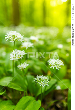 Close up macro view of blooming wild garlic flowers in forest with soft golden sunlight and blurred background. Fresh spring atmosphere, natural greenery and shallow depth of field. 139413625