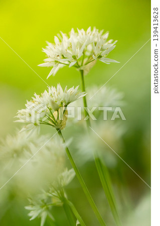 Extreme close up of blooming wild garlic flower with soft green blurred background. Detailed floral structure, fresh spring atmosphere and natural minimalistic composition. Extreme close up of blooming wild garlic flower with soft green blurred background. Detailed floral structure, fresh spring atmosphere and natural minimalistic composition. 139413628