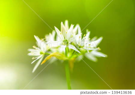 Extreme close up of blooming wild garlic flower with soft green blurred background. Detailed floral structure, fresh spring atmosphere and natural minimalistic composition. Extreme close up of blooming wild garlic flower with soft green blurred background. Detailed floral structure, fresh spring atmosphere and natural minimalistic composition. 139413636