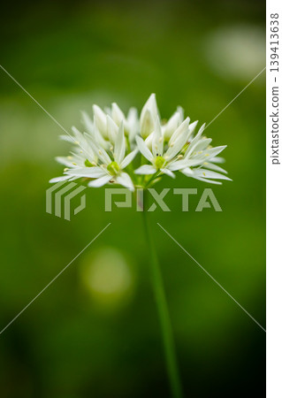 Extreme close up of blooming wild garlic flower with soft green blurred background. Detailed floral structure, fresh spring atmosphere and natural minimalistic composition. 139413638