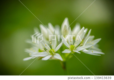 Extreme close up of blooming wild garlic flower with soft green blurred background. Detailed floral structure, fresh spring atmosphere and natural minimalistic composition. Extreme close up of blooming wild garlic flower with soft green blurred background. Detailed floral structure, fresh spring atmosphere and natural minimalistic composition. 139413639