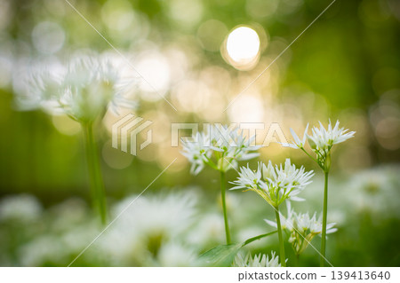 Close up macro view of blooming wild garlic flowers in forest with soft golden sunlight and blurred background. Fresh spring atmosphere, natural greenery and shallow depth of field. Close up macro view of blooming wild garlic flowers in forest with soft golden sunlight and blurred background. Fresh spring atmosphere, natural greenery and shallow depth of field. 139413640