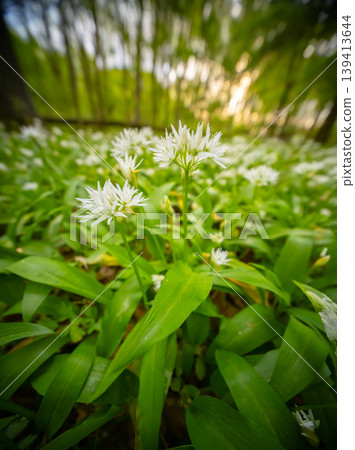 Close up macro view of blooming wild garlic flowers in forest with soft golden sunlight and blurred background. Fresh spring atmosphere, natural greenery and shallow depth of field. Close up macro view of blooming wild garlic flowers in forest with soft golden sunlight and blurred background. Fresh spring atmosphere, natural greenery and shallow depth of field. 139413644