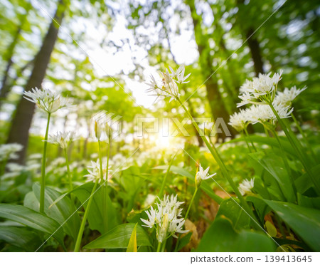 Close up macro view of blooming wild garlic flowers in forest with soft golden sunlight and blurred background. Fresh spring atmosphere, natural greenery and shallow depth of field. 139413645