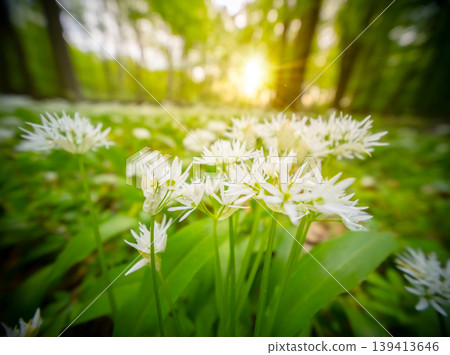 Close up macro view of blooming wild garlic flowers in forest with soft golden sunlight and blurred background. Fresh spring atmosphere, natural greenery and shallow depth of field. 139413646