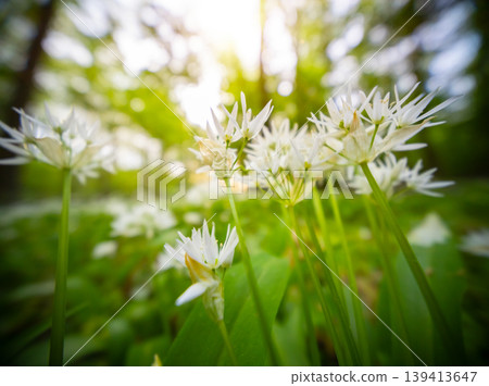 Close up macro view of blooming wild garlic flowers in forest with soft golden sunlight and blurred background. Fresh spring atmosphere, natural greenery and shallow depth of field. Close up macro view of blooming wild garlic flowers in forest with soft golden sunlight and blurred background. Fresh spring atmosphere, natural greenery and shallow depth of field. 139413647