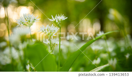 Close up macro view of blooming wild garlic flowers in forest with soft golden sunlight and blurred background. Fresh spring atmosphere, natural greenery and shallow depth of field. 139413653