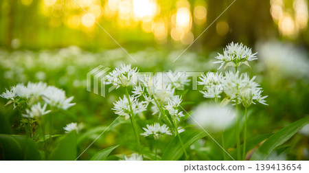 Close up macro view of blooming wild garlic flowers in forest with soft golden sunlight and blurred background. Fresh spring atmosphere, natural greenery and shallow depth of field. Close up macro view of blooming wild garlic flowers in forest with soft golden sunlight and blurred background. Fresh spring atmosphere, natural greenery and shallow depth of field. 139413654