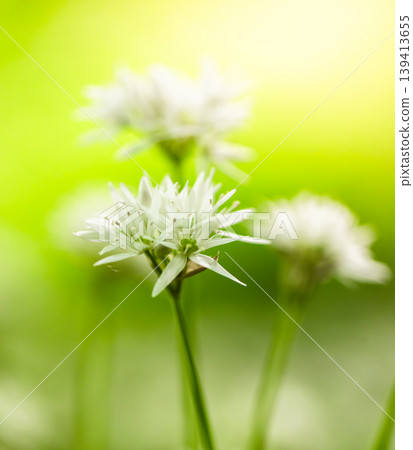 Extreme close up of blooming wild garlic flower with soft green blurred background. Detailed floral structure, fresh spring atmosphere and natural minimalistic composition. Extreme close up of blooming wild garlic flower with soft green blurred background. Detailed floral structure, fresh spring atmosphere and natural minimalistic composition. 139413655