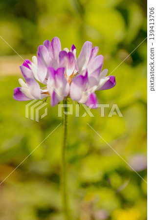 房屋周圍鮮花盛開,四季各異。水稻插秧前,稻田裡開滿了美麗的紫色小紫雲英花。 房屋周圍鮮花盛開,四季各異。水稻插秧前,稻田裡開滿了美麗的紫色小紫雲英花。 139413706