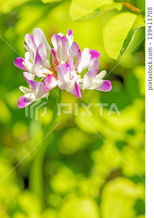 房屋周圍鮮花盛開,四季各異。水稻插秧前,稻田裡開滿了美麗的紫色小紫雲英花。 房屋周圍鮮花盛開,四季各異。水稻插秧前,稻田裡開滿了美麗的紫色小紫雲英花。 139413708