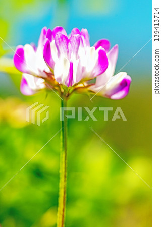 Flowers around the house, various in all four seasons. Before rice planting, the rice paddies are covered in purple with beautiful small milk vetch flowers. Flowers around the house, various in all four seasons. Before rice planting, the rice paddies are covered in purple with beautiful small milk vetch flowers. 139413714