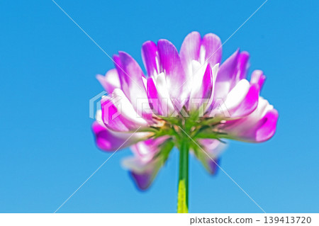 Flowers around the house, various in all four seasons. Before rice planting, the rice paddies are covered in purple with beautiful small milk vetch flowers. Flowers around the house, various in all four seasons. Before rice planting, the rice paddies are covered in purple with beautiful small milk vetch flowers. 139413720