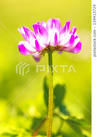 Flowers around the house, various in all four seasons. Before rice planting, the rice paddies are covered in purple with beautiful small milk vetch flowers. Flowers around the house, various in all four seasons. Before rice planting, the rice paddies are covered in purple with beautiful small milk vetch flowers. 139413724