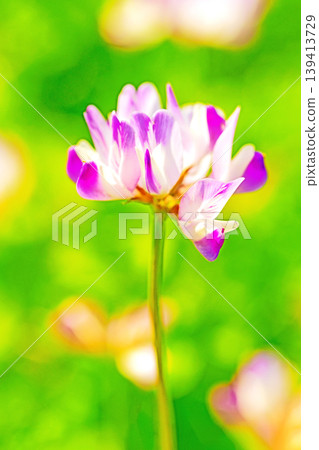 房屋周圍鮮花盛開，四季各異。水稻插秧前，稻田裡開滿了美麗的紫色小紫雲英花。 139413729