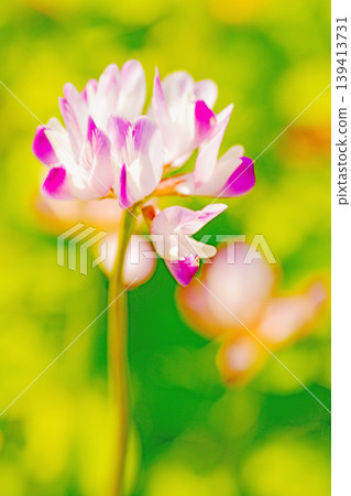 房屋周圍鮮花盛開，四季各異。水稻插秧前，稻田裡開滿了美麗的紫色小紫雲英花。 139413731