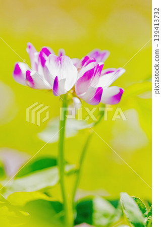 房屋周圍鮮花盛開，四季各異。水稻插秧前，稻田裡開滿了美麗的紫色小紫雲英花。 139413732