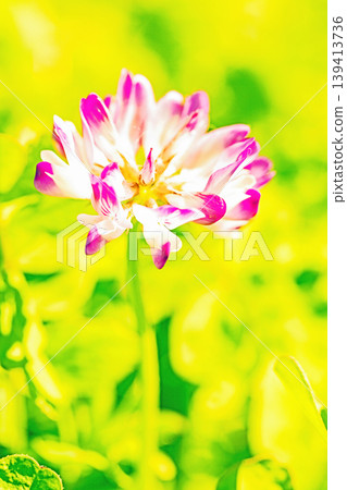 房屋周圍鮮花盛開,四季各異。水稻插秧前,稻田裡開滿了美麗的紫色小紫雲英花。 房屋周圍鮮花盛開,四季各異。水稻插秧前,稻田裡開滿了美麗的紫色小紫雲英花。 139413736