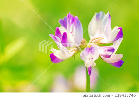 房屋周圍鮮花盛開，四季各異。水稻插秧前，稻田裡開滿了美麗的紫色小紫雲英花。 139413740