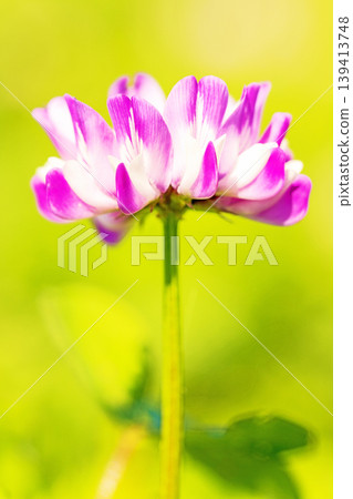 房屋周圍鮮花盛開，四季各異。水稻插秧前，稻田裡開滿了美麗的紫色小紫雲英花。 139413748