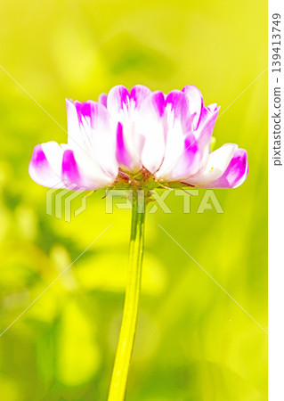 房屋周圍鮮花盛開,四季各異。水稻插秧前,稻田裡開滿了美麗的紫色小紫雲英花。 房屋周圍鮮花盛開,四季各異。水稻插秧前,稻田裡開滿了美麗的紫色小紫雲英花。 139413749