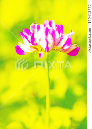 房屋周圍鮮花盛開,四季各異。水稻插秧前,稻田裡開滿了美麗的紫色小紫雲英花。 房屋周圍鮮花盛開,四季各異。水稻插秧前,稻田裡開滿了美麗的紫色小紫雲英花。 139413752