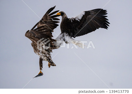 虎頭海雕在空中爭奪獵物 虎頭海雕在空中爭奪獵物 139413770