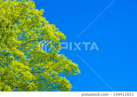 清新的綠色和藍天 清新的綠色和藍天 139413851