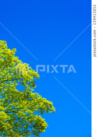 清新的綠色和藍天 清新的綠色和藍天 139413852