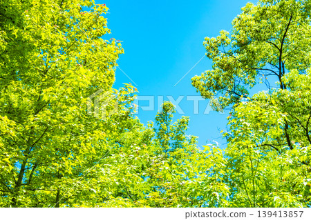 Fresh green and blue sky 139413857