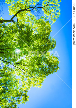Fresh green and blue sky Fresh green and blue sky 139413858