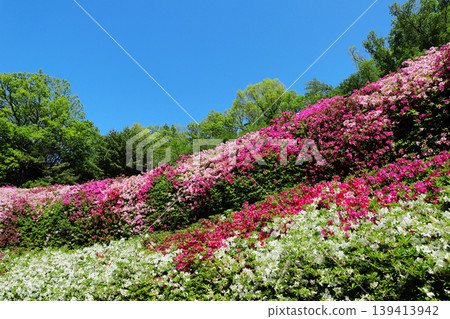Scenery of Narukawa Park and Azalea Garden (Osaka) Scenery of Narukawa Park and Azalea Garden (Osaka) 139413942