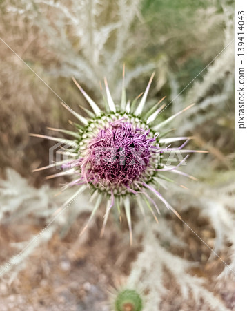 Closed Thistle Flower Bud in Natural Environment 139414043