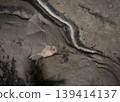 Lesser horseshoe bats flying through a cave 139414137