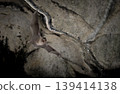 Lesser horseshoe bats flying through a cave 139414138