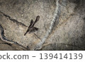 White-breasted bats flying through a cave 139414139