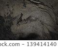 White-breasted bats flying through a cave 139414140