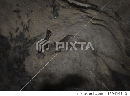 White-breasted bats flying through a cave White-breasted bats flying through a cave 139414140