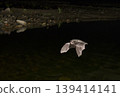 White-breasted bats flying over a river 139414141