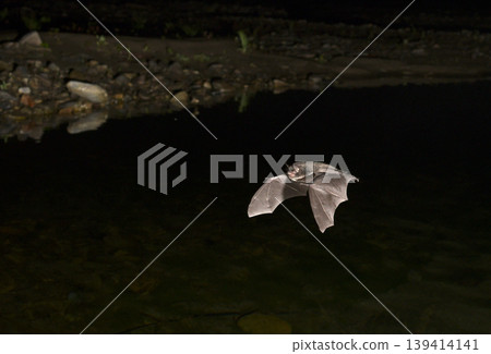 White-breasted bats flying over a river 139414141